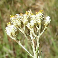 Helichrysum rugulosum