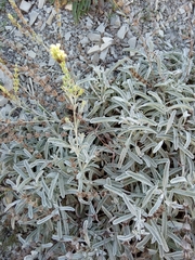 Sideritis euxina
