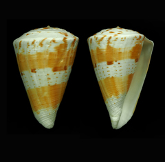 Conus adami