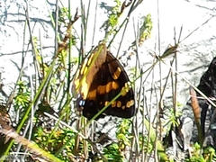 Aeropetes tulbaghia