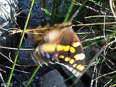 Aeropetes tulbaghia