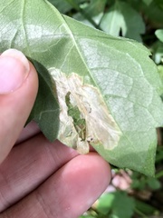 Leucospilapteryx venustella