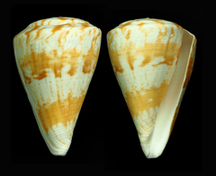 Conus adami
