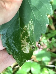 Leucospilapteryx venustella