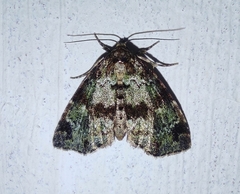 Lithacodia crotopha