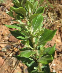 Hilliardiella elaeagnoides