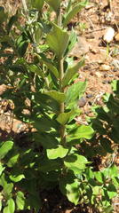 Hilliardiella elaeagnoides