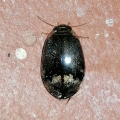 Thermonectus