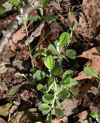 Antennaria virginica