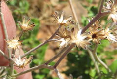Hilliardiella elaeagnoides