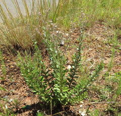 Hilliardiella elaeagnoides