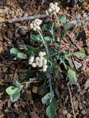 Antennaria virginica