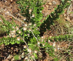 Hilliardiella elaeagnoides