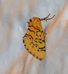 Chrysoecia atrolinea