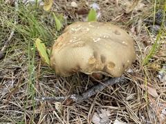 Retiboletus vinaceipes
