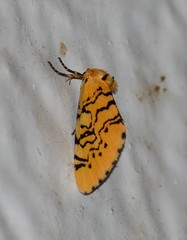 Chrysoecia atrolinea