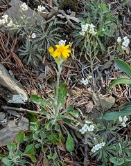 Packera antennariifolia