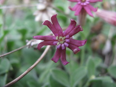 Silene pygmaea