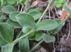 Silene pygmaea