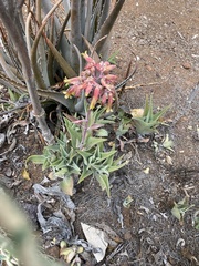 Kalanchoe gastonis-bonnieri