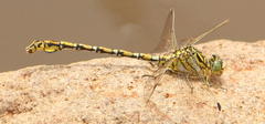 Ceratogomphus pictus
