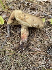 Retiboletus vinaceipes