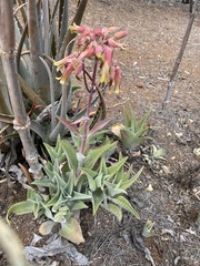 Kalanchoe gastonis-bonnieri