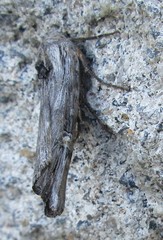 Lithomoia germana
