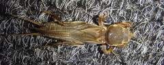 Gryllotalpa africana