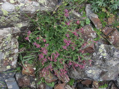 Silene pygmaea