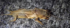 Gryllotalpa africana