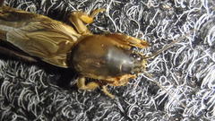 Gryllotalpa africana