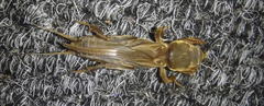 Gryllotalpa africana