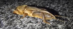 Gryllotalpa africana