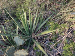 Agave albomarginata