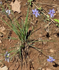 Sisyrinchium mucronatum