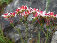 Adenandra marginata