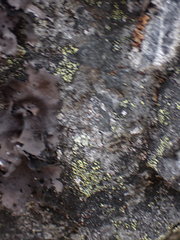 Umbilicaria torrefacta