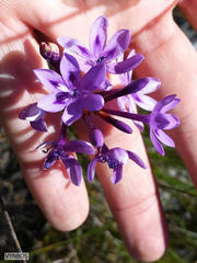 Thereianthus spicatus