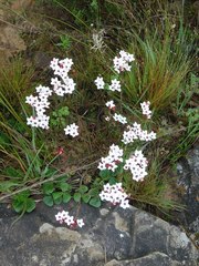 Adenandra marginata