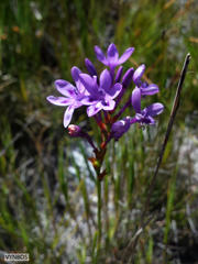 Thereianthus spicatus