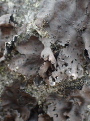 Umbilicaria torrefacta