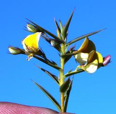 Aspalathus alpestris