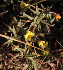Aspalathus alpestris