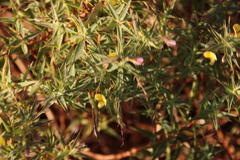 Aspalathus alpestris