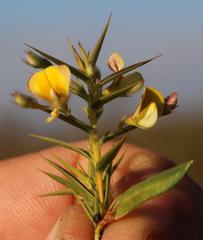 Aspalathus alpestris