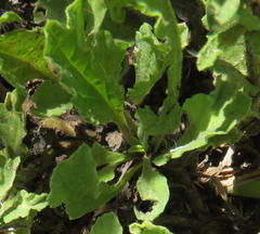Nidorella podocephala