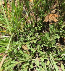 Nidorella podocephala