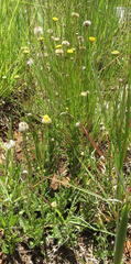 Nidorella podocephala