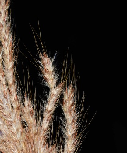 Image of Saccharum Filifolium (Saccharum filifolium) by no rights reserved